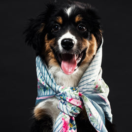 Articles pour animaux de compagnie : Accessoires pour animaux de compagnie essentiels