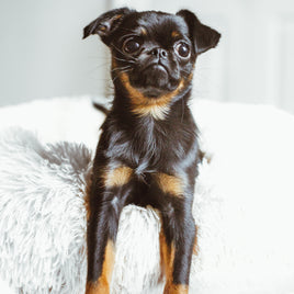 Couchages pour animaux de compagnie clicktofournisseur.com