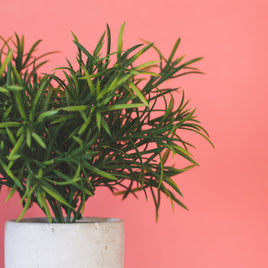 Fleurs et plantes artificielles clicktofournisseur.com