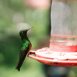 Gamelles mangeoires et abreuvoirs clicktofournisseur.com