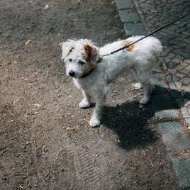 Laisses pour animaux de compagnie clicktofournisseur.com