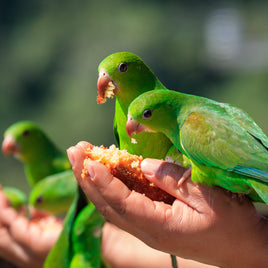 Mangeoires pour oiseaux et animaux sauvages clicktofournisseur.com