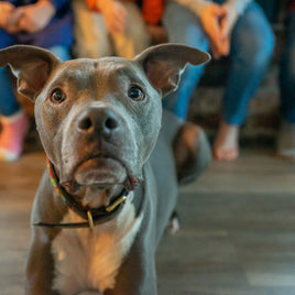 Matériel de dressage pour animaux de compagnie clicktofournisseur.com