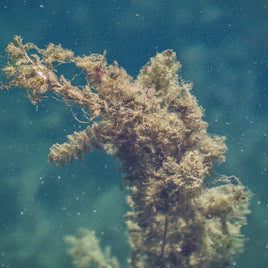 Pompes d'épuisement d'effluent et pour relèvement d'eaux usées clicktofournisseur.com