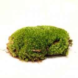 Boules de mousse Leucobryum Glaucum