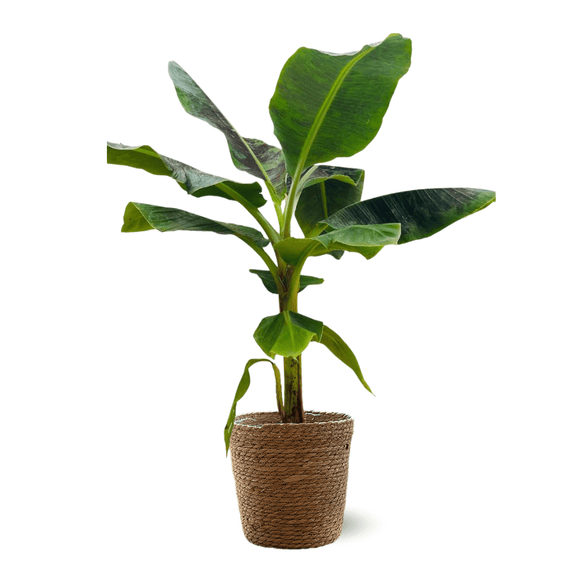 Bananier Musa 70 cm - clicktofournisseur.com