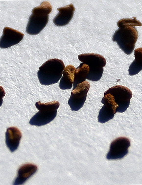 Graines de sarracenia mix