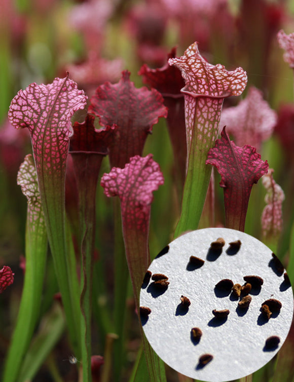 Graines de sarracenia mix