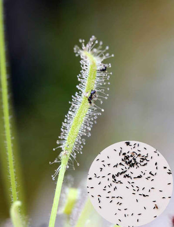 Graines de Drosera capensis blanc - 'albino'