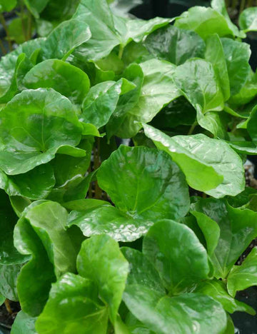 Caféier arabica - Coffea arabica