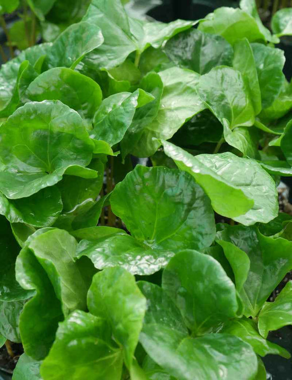 Caféier arabica - Coffea arabica