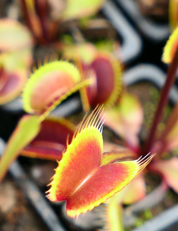Dionaea muscipula volcanique rouge - Exceptionnelle plante carnivore Clayton's Volcanique Rouge