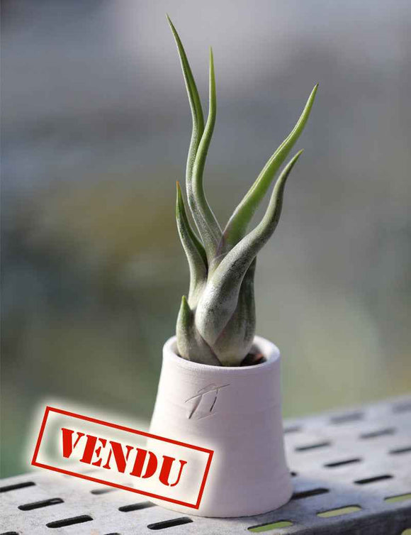 Caput medusae présenté