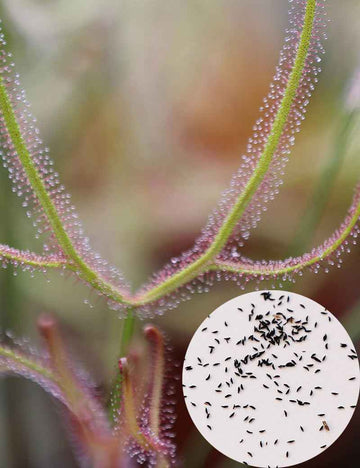 Graines de Drosera binata Mont Ruapehu