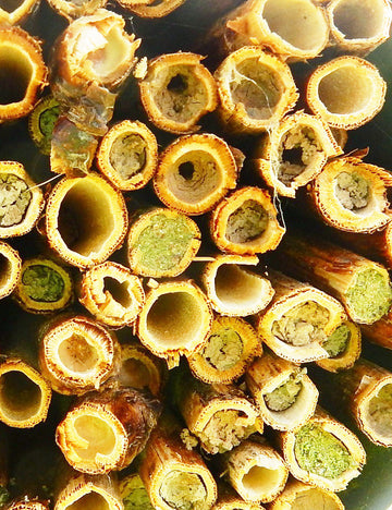 Tubes pour abeilles sauvages - refuge pour abeilles sauvages