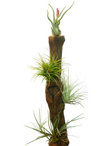 Cep de vigne 40/50 cm - Plantez votre vignoble avec qualité