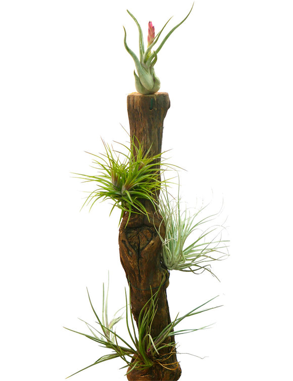 Cep de vigne 40/50 cm - Plantez votre vignoble avec qualité