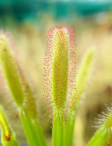 Drosera capensis 'feuilles larges'