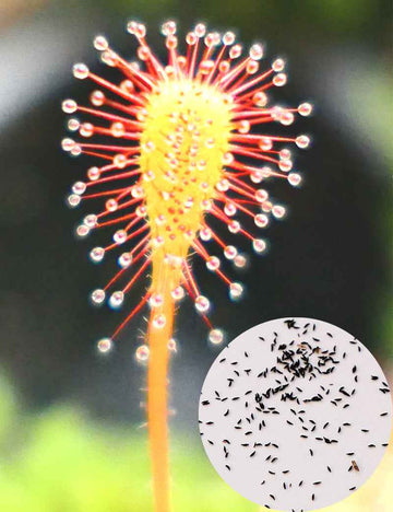 Graines de Drosera nidiformis