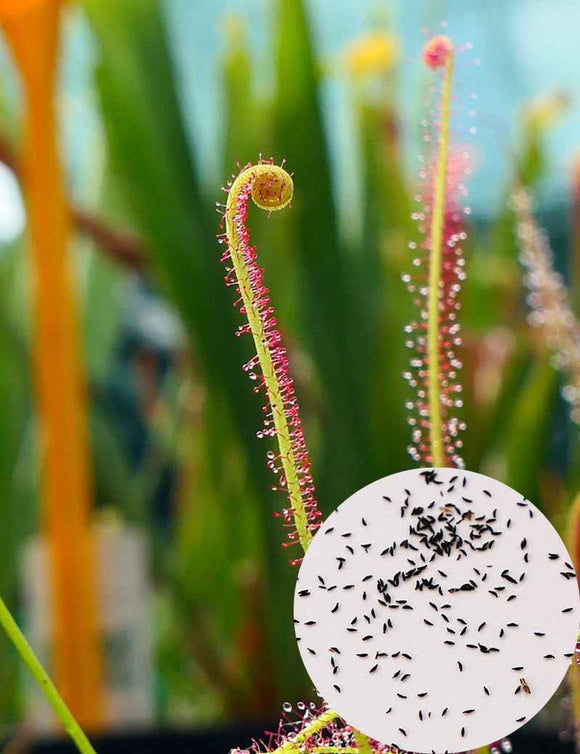 Graines de Drosera filiformis rouge