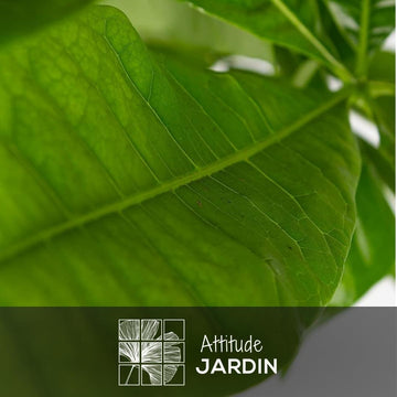 Pachira Aquatica 80 cm - clicktofournisseur.com