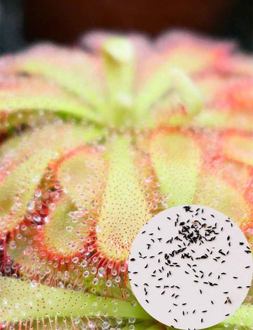 Graines de Drosera aliciae