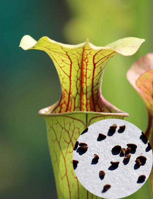 Graines de Sarracenia oreophila sand montain