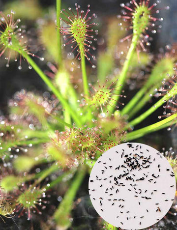 Graines de Drosera intermedia