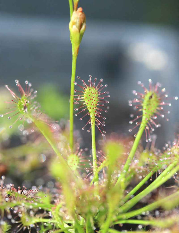 Graines de Drosera intermedia