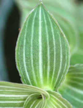 Callisia gentlei var Elegans | À repiquer