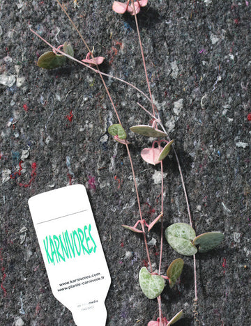 Ceropegia woodii  à repiquer