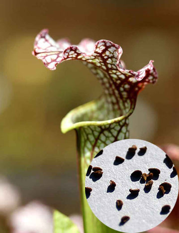 Graines de Sarracenia x 'Daniel Rudd'