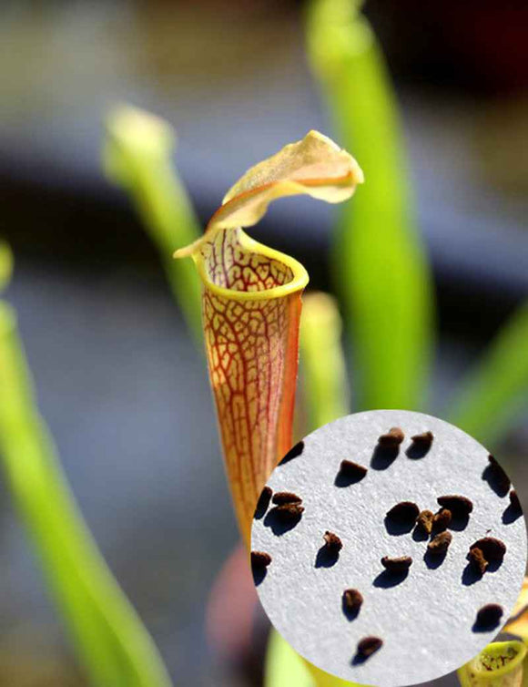 Graines de Sarracenia rubra ssp. wherryi