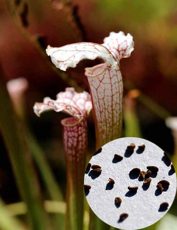 Graines de Sarracenia leucophylla 'white top' x (x mitchelliana)