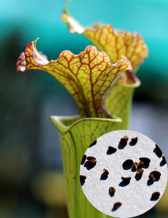 Graines de Sarracenia x Moorei