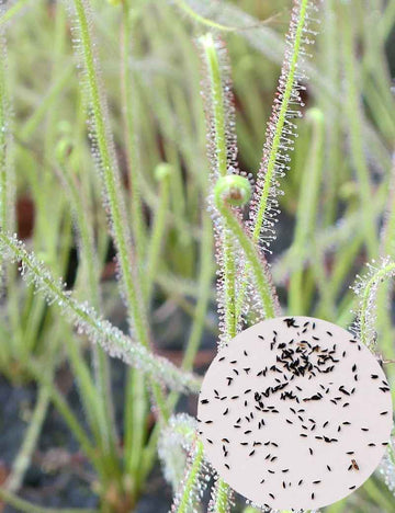Graines de Drosera filiformis 'Florida Giant'