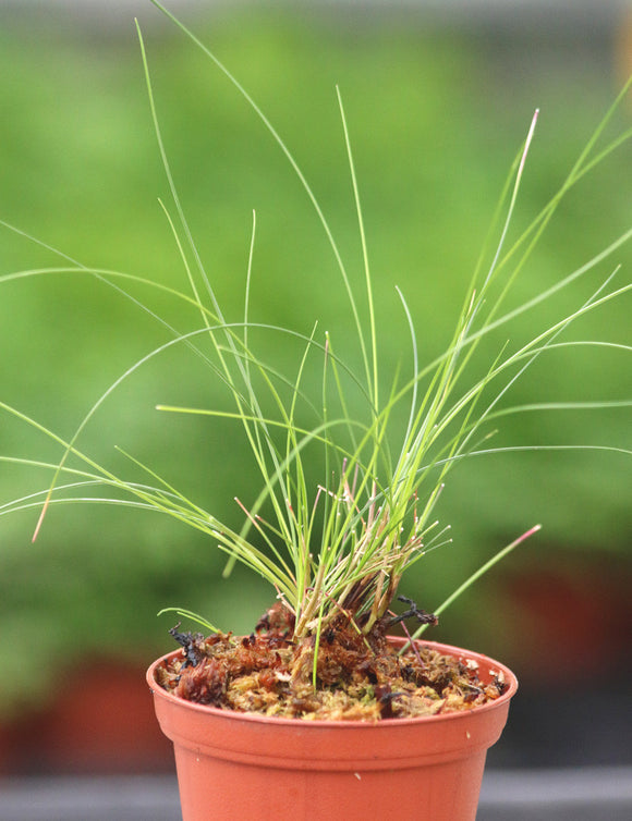 Juncus mini plante - Idéale pour votre jardin aquatique