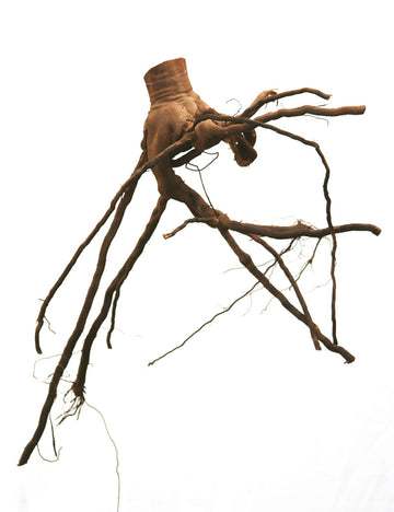 Racine de cep de vigne 35/45cm - Idéal pour votre jardin