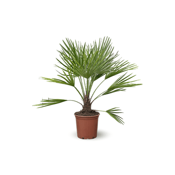 Chamaerops Humilis 80 cm - clicktofournisseur.com