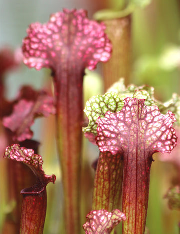Sarracenia hybride Judith Soper - Plante Carnivore Exceptionnelle