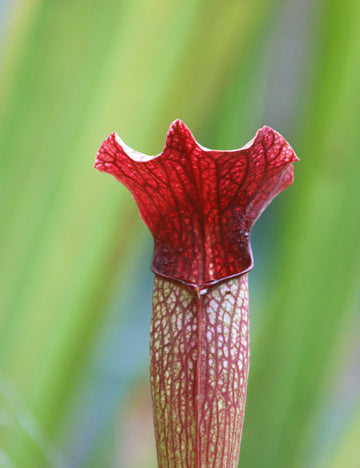 Sarracenia alata red tube x leucophylla