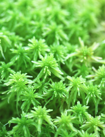 Sphaigne vivante - Sphagnum cristatum pour un jardinage éco-responsable