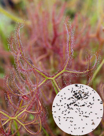 Graines de Drosera binata var multifida extrema