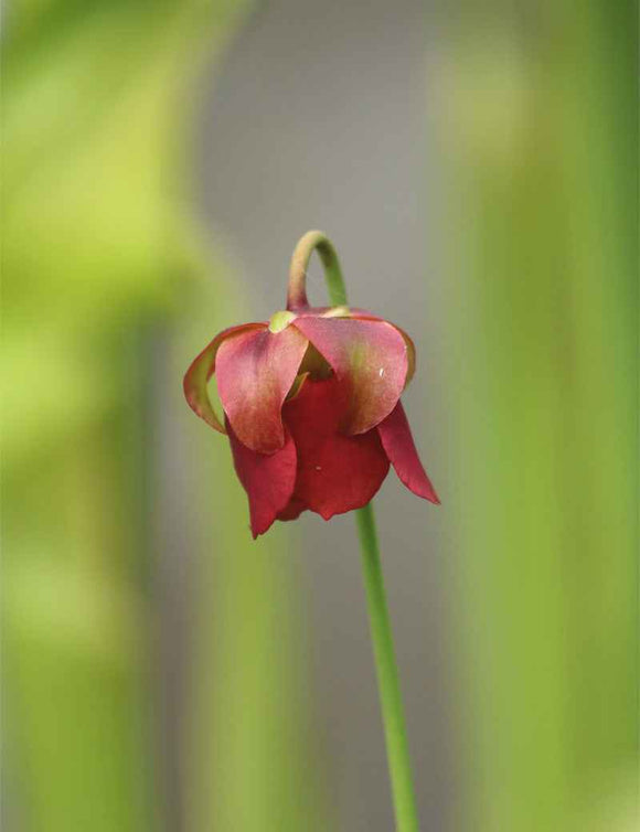 Graines de Sarracenia rubra ssp. wherryi