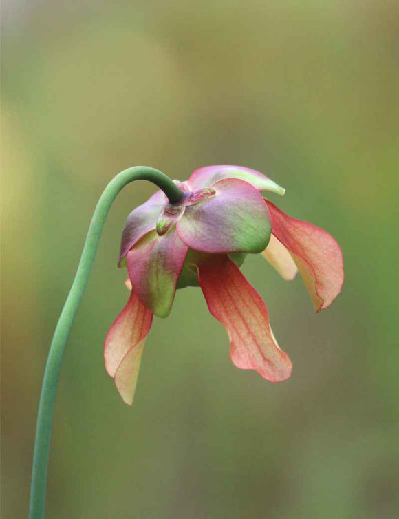 Graines de Sarracenia x 'Evendine'