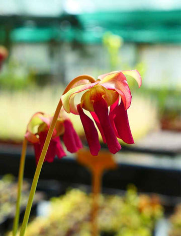 Graines de Sarracenia x (x excellens x readii)