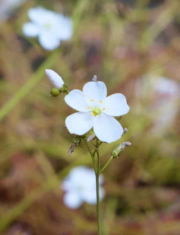 Graines de Drosera binata 'Marston Dragon'
