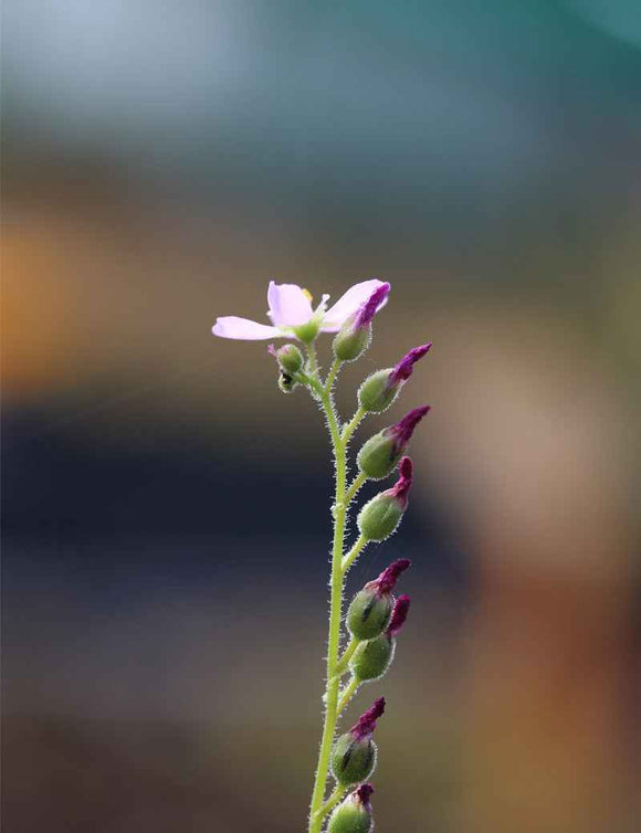 Graines de Drosera capensis géant
