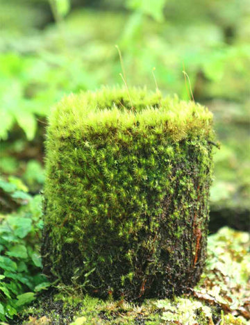 Pot en xaxim en culture