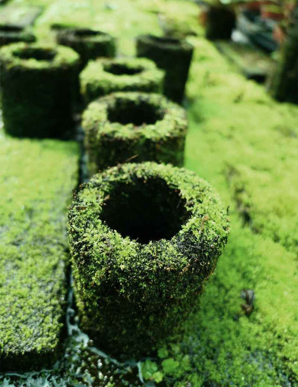 Pot en xaxim en culture